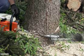 Best Root Management and Removal  in Grandview, IL