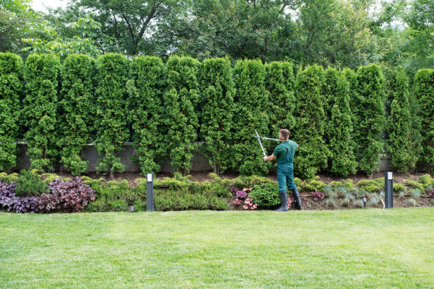 How Our Tree Care Process Works  in  Grandview, IL